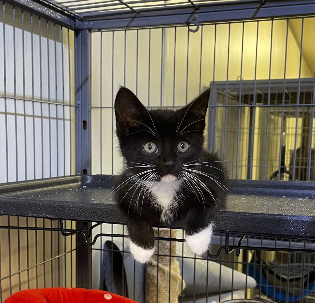 adoptable Cat in Portland, IN named (Annie) Lennox