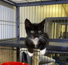 adoptable Cat in , Unknown named (Annie) Lennox