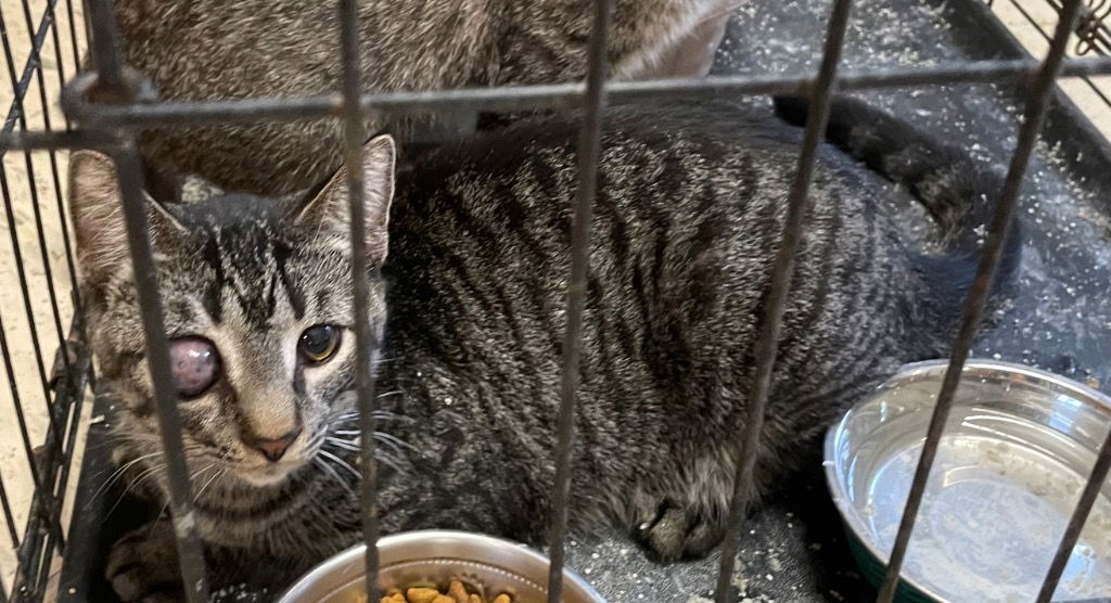 adoptable Cat in Portland, IN named Jose