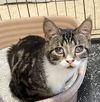 adoptable Cat in  named Bonita