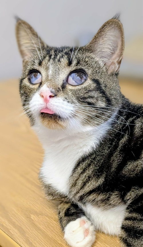 BONITA - Domestic Short Hair available for adoption