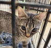 adoptable Cat in  named Rosita
