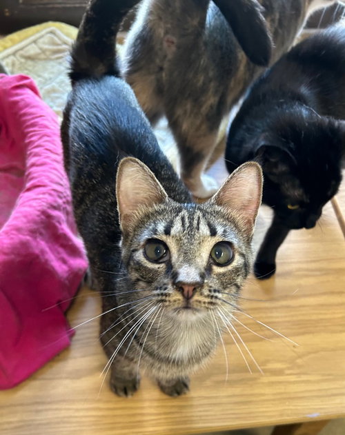 Rosita, Young Domestic Short Hair / Mixed, cat for adoption in Portland, Indiana