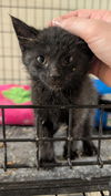 adoptable Cat in portland, IN named Kong