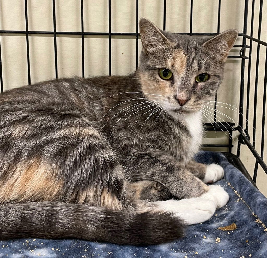 adoptable Cat in Portland, IN named Layla