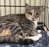 adoptable Cat in portland, IN named Layla