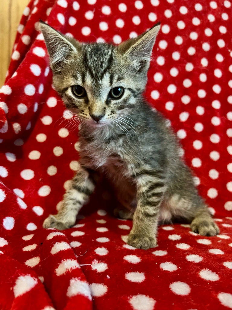 adoptable Cat in Portland, IN named Tico