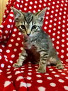 adoptable Cat in portland, IN named Tico