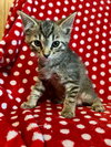 Tico - Photo 2