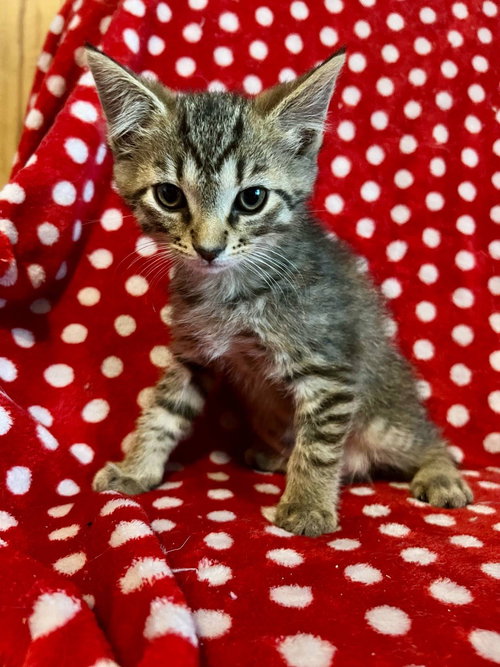 TICO - Domestic Short Hair available for adoption