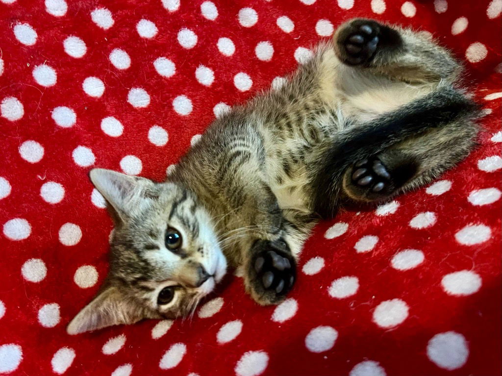 adoptable Cat in Portland, IN named Backpack
