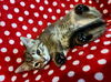 adoptable Cat in Portland, IN named Backpack