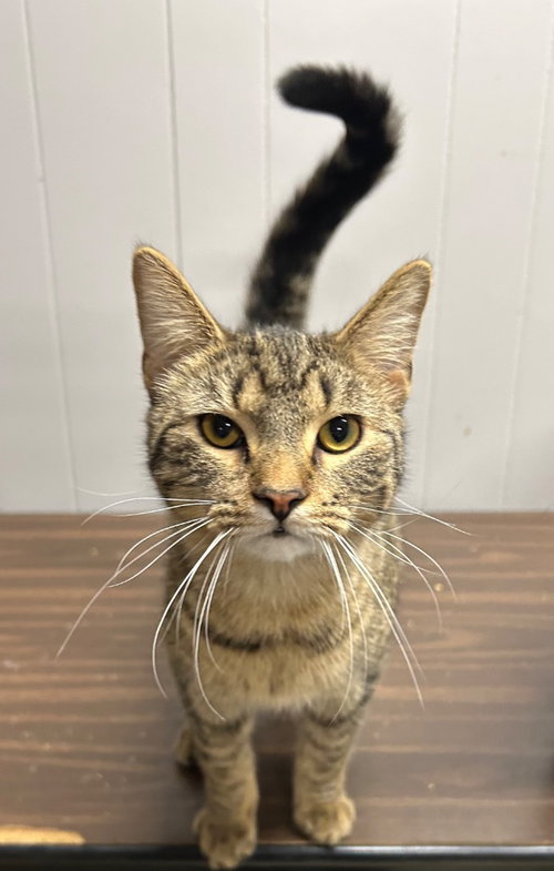 BACKPACK - Domestic Short Hair available for adoption