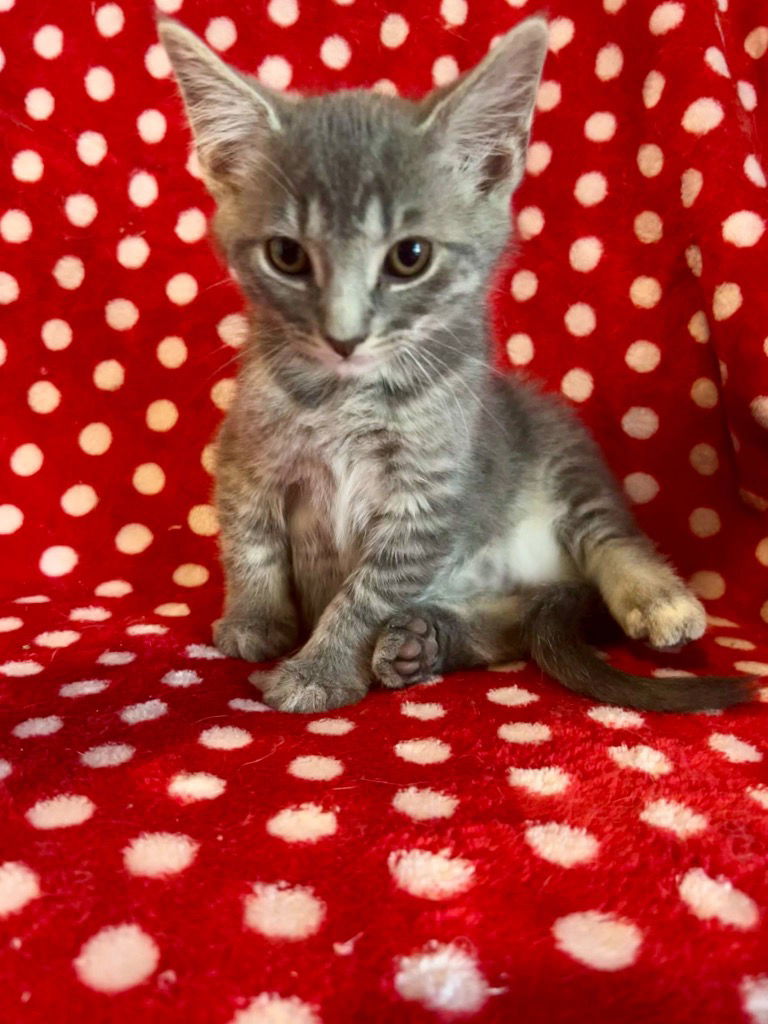 adoptable Cat in Portland, IN named Swiper