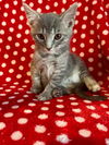 adoptable Cat in portland, IN named Swiper