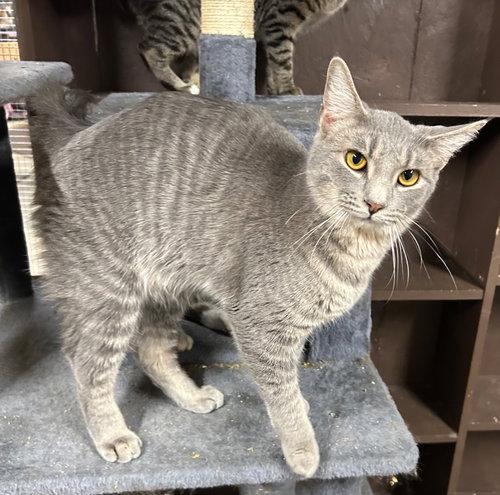 SWIPER - Domestic Short Hair available for adoption