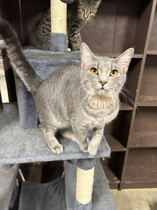 SWIPER - Domestic Short Hair available for adoption