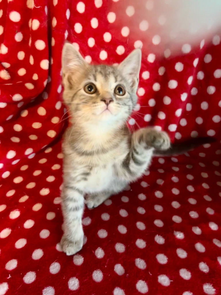 adoptable Cat in Portland, IN named Map