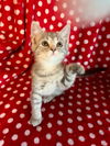 adoptable Cat in portland, IN named Map