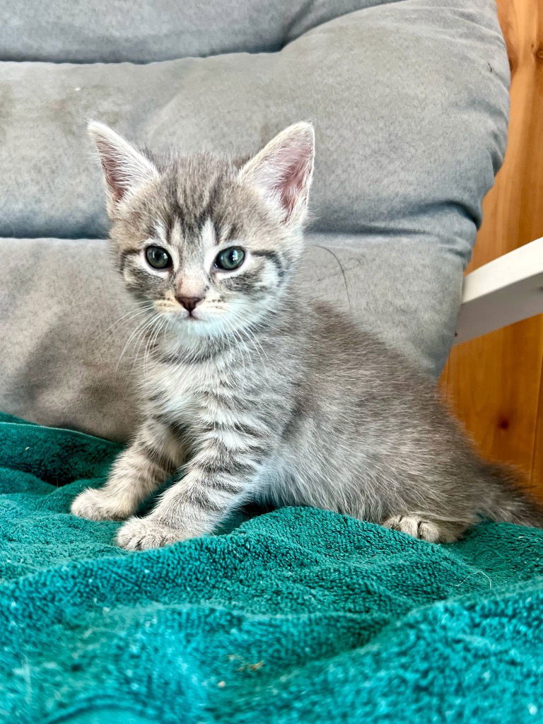 adoptable Cat in Portland, IN named Isa
