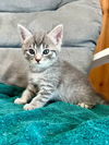 adoptable Cat in portland, IN named Isa