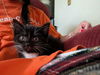 adoptable Cat in portland, IN named Uh-Oh
