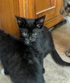 adoptable Cat in portland, IN named Spaghettios
