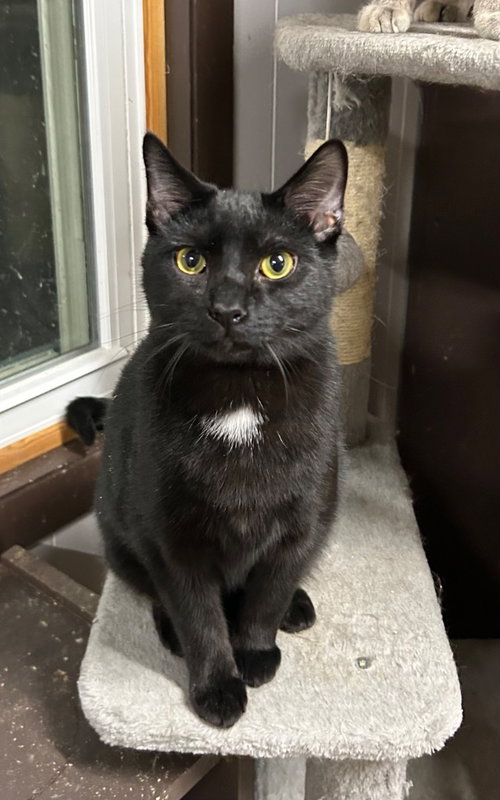SPAGHETTIOS - Domestic Short Hair available for adoption