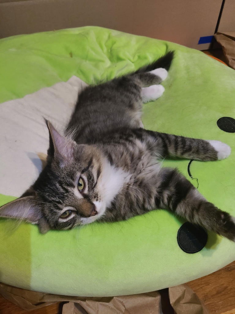 adoptable Cat in Portland, IN named Bacon
