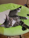 adoptable Cat in  named Bacon