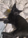 adoptable Cat in  named Biscuit