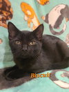 Biscuit - Photo 2