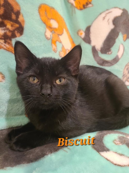 BISCUIT - Domestic Short Hair available for adoption
