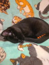 Biscuit - Photo 3