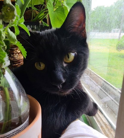 Biscuit, an adoptable Domestic Short Hair in Portland, IN