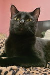 Biscuit - Photo 2