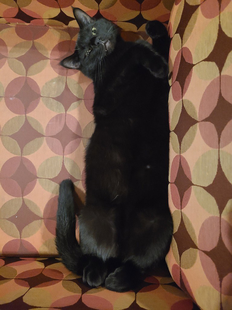 Biscuit, photo 2
