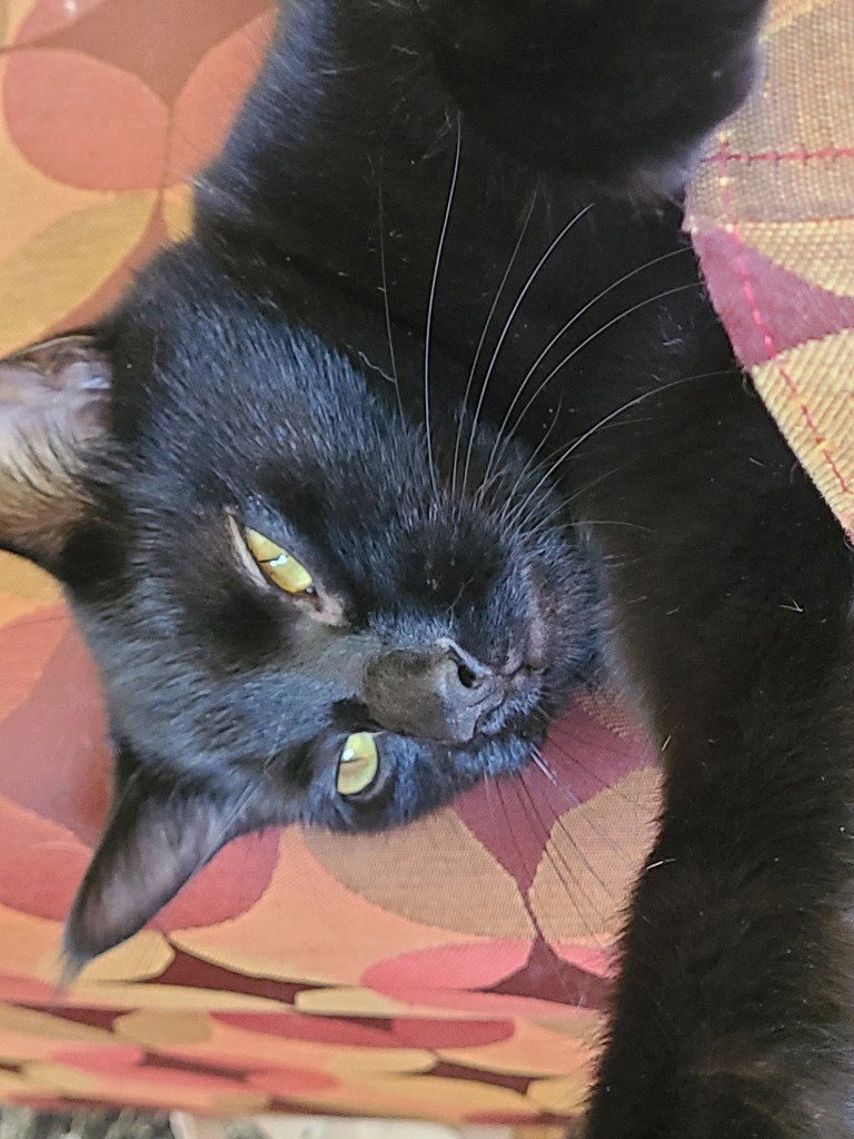 Biscuit, photo 3