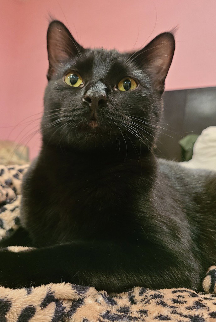 Biscuit, photo 4