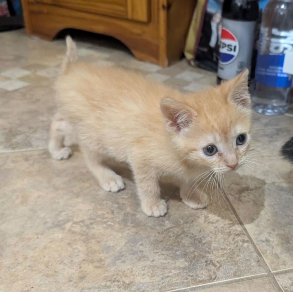 adoptable Cat in Portland, IN named Garfield