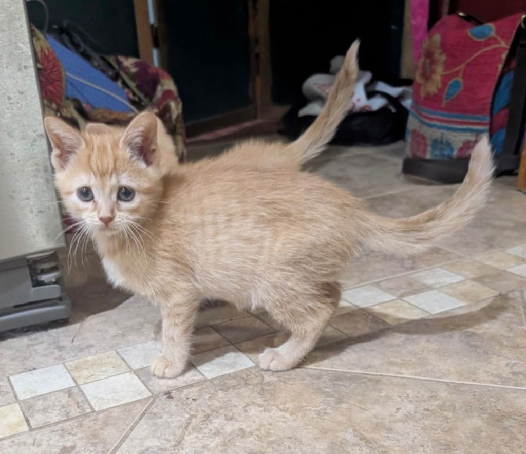 adoptable Cat in Portland, IN named Odie