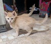 adoptable Cat in portland, IN named Odie