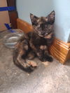adoptable Cat in portland, IN named Sisu
