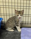 adoptable Cat in portland, IN named Pierce Brosnan