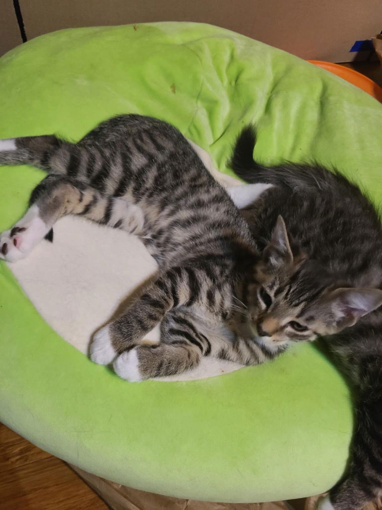 adoptable Cat in Portland, IN named Waffle