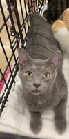 adoptable Cat in portland, IN named Portabella