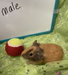 adoptable Guinea Pig in  named Edgar