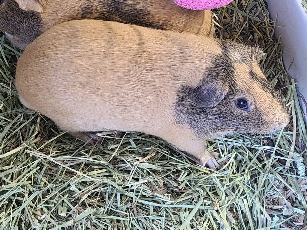 Edgar Image