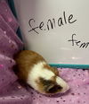 adoptable Guinea Pig in  named Eliza