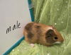 adoptable Guinea Pig in  named Elmer